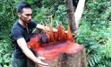 Cây gỗ có đường kính hai người ôm mới bị lâm tặc đốn hạ.