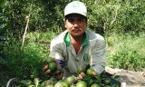 Anh Trần Phúc Ngoan cạnh quýt vừa hái xong. Ảnh: Hòa Hội.
