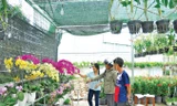 Khách đến mua hoa ở làng hoa Sa Đéc. Ảnh: Hòa Hội.