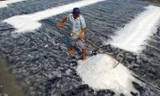 Thu hoạch muối trải bạt tại xã Lý Nhơn, huyện Cần Giờ, TPHCM. Ảnh: TTXVN.
