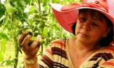 Thu nhập khủng khi tách cây trồng khỏi mặt đất