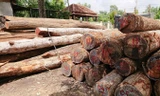 Gỗ lậu của Phượng “râu” tại Hạt Kiểm lâm huyện Cư Jút( Ðắk Nông).