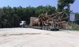 Ba xe chở cây 'quái thú' chưa thể rời TT-Huế