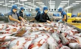 Kim ngạch xuất khẩu cá tra tiếp tục giảm