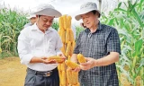 Theo chuyên gia nông nghiệp Nguyễn Lân Hùng (bên phải), việc ứng dụng giống ngô biến đổi gene vào sản xuất sẽ giúp Việt Nam hạn chế nhập khẩu ngô làm thức ăn chăn nuôi. Ảnh: Nam Khánh.