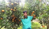 Vườn cam Canh của anh Chiến chín rộ dịp Tết Nguyên đán.