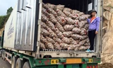 Lô khoai Trung Quốc bị cấm nhập vào Chợ nông sản ngày 20/10.