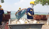 Các lực lượng chức năng đang nỗ lực dọn sạch cá chết ở Hồ Tây.