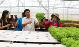Chủ trang trại Phong Thúy - Lâm Đồng chia sẻ kinh nghiệm trồng rau thủy canh.