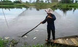 Cá chết nổi trên mặt sông Ly Ly.