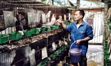 Anh Nguyễn Anh Tuấn đang cho chim bồ câu Pháp ăn.