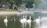 Đàn thiên nga tại hồ Thiền Quang. Ảnh: Như Ý.