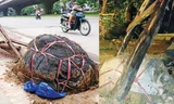 Cây bị bật gốc lộ nguyên cả bọc lưới ở vị trí trước số nhà 162 Khuất Duy Tiến (ảnh lớn); Cây bị bật gốc để lộ còn nguyên bọc gốc trên phố Lê Duẩn (ảnh nhỏ). Ảnh: Nhất Nam.