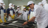 Kiểm tra chất lượng cá ngừ đại dương. Ảnh minh họa.