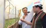 Phó Thủ tướng thăm vườn ươm mắc ca.