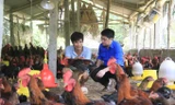 Anh Hoàng Huy Tuấn giới thiệu cách chăm sóc gà với cán bộ Tỉnh Đoàn Yên Bái. Ảnh: Trường Phong.