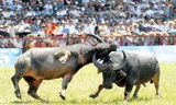 Hải Phòng vẫn muốn tổ chức Lễ hội chọi trâu