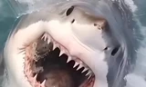 Nam du khách nghi bị cá mập tấn công, lôi thi thể xuống biển