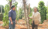 Nông dân cay mắt vì hồ tiêu