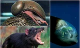 Những loài động vật nào có những khả năng đặc biệt khiến con người thèm muốn?