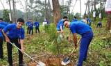 Anh Vi Văn Mạnh (bên trái) trồng cây tại khu Di tích Ðá chông K9, Ba Vì, Hà Nội. Ảnh: NVCC