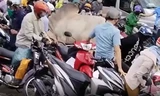 Bò 'điên' húc hàng loạt xe máy trên đường