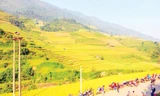 Mù Cang Chải - Nôn nao mùa lúa chín