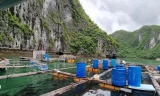Cơ sở nuôi trồng thủy sản của người dân trên quần đảo Cát Bà.