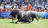 Trâu nặng 1,3 tấn vô địch Lễ hội chọi trâu Đồ Sơn