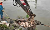 Huy động công nhân, máy xúc vớt cá chết trắng trên sông ở Hải Dương