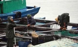 Người dân trên đảo Cát Bà chằng lồng bè, đưa tàu về nơi tránh bão