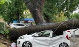 Cây xà cừ cổ thụ bật gốc, đè bẹp ô tô ở Hải Phòng
