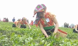 Tưng bừng Hội thi hái chè trên cao nguyên Mộc Châu