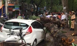 Cổ thụ bật gốc đè bẹp xế hộp ở Hà Nội trong cơn giông