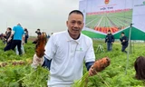 Hải Dương tổ chức lễ hội thu hoạch cà rốt 