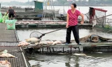 Người dân Hải Dương vớt cá nuôi lồng chết hàng loạt. Ảnh: Thành Đạt 