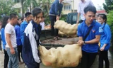 Tuổi trẻ Hà Tĩnh chung tay 'giải cứu' bưởi Phúc Trạch giúp dân vùng lũ