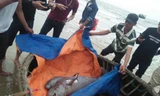 2 cá ngư ông nặng nửa tạ chết trên biển, dân lập bàn thờ cúng