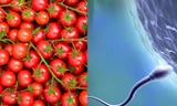 Ăn cà chua giúp cải thiện số lượng 'tinh binh'