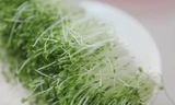 Nhiều lợi ích bất ngờ của rau mầm