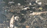 Cá chết, rác thải nổi trên kênh Nhiêu Lộc - Thị Nghè