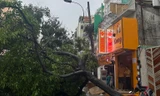Mưa lớn kéo dài, nhiều tuyến đường TPHCM ngập, cây xanh ngã đổ