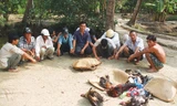 Tiền Giang: Triệt phá trường gà, bắt 88 con bạc