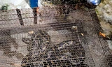 Phát hiện trăn dài 3 mét trong bụi cây ven kênh