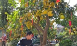 Bưởi Diễn giá hàng chục triệu đồng ‘đổ bộ’ TPHCM đón Tết