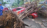 Cây si cao hơn 20m bật gốc, đè bẹp ô tô trong cơn mưa ở TPHCM 