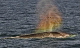 Ấn tượng khoảnh khắc cá voi 'phun ra' cầu vồng 