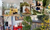 Sao Việt trang hoàng nhà cửa rực rỡ đào mai đón Tết