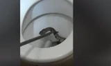 VIDEO: Kinh hoàng phát hiện rắn hổ mang chúa lớn trong bồn cầu gia đình