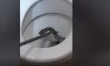VIDEO: Kinh hoàng phát hiện rắn hổ mang chúa lớn trong bồn cầu gia đình